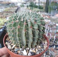 Notocactus buiningii