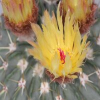 Notocactus buiningii