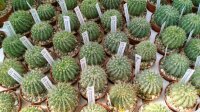 Notocactus buiningii