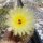 Notocactus concinnus v. fimbriatiflorus