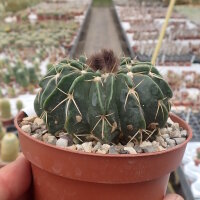 Wigginsia courantii