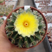 Wigginsia courantii