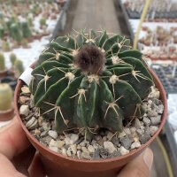Wigginsia courantii