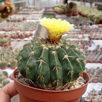 Wigginsia courantii