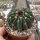 Wigginsia courantii