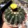 Notocactus erinaceus
