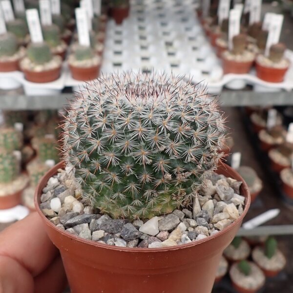 Notocactus erythracanthus Schl. 165