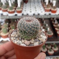 Notocactus erythracanthus Schl. 165