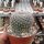 Notocactus erythracanthus Schl. 165