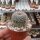 Notocactus erythracanthus Schl. 165