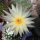 Notocactus ferrugineus LW 063