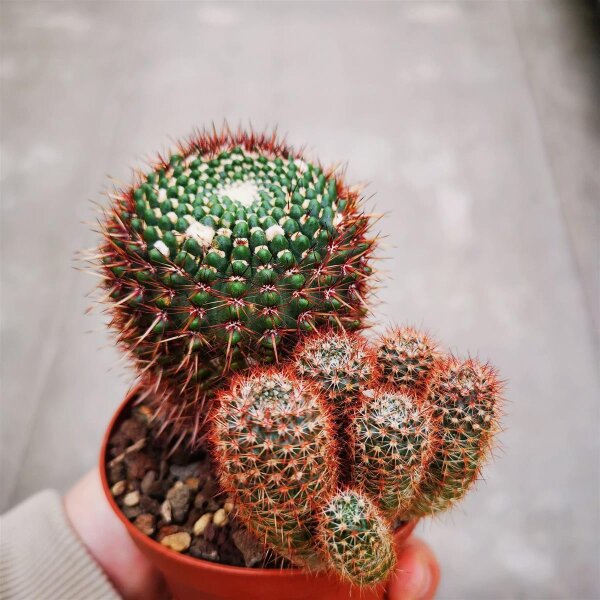 Notocactus fuscus