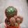 Notocactus fuscus