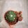 Notocactus fuscus