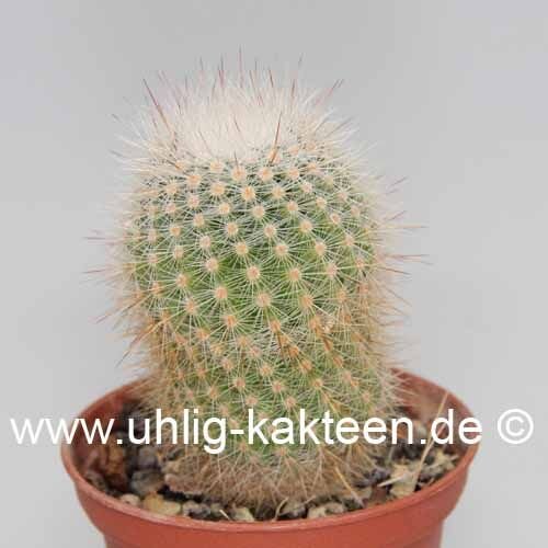 Notocactus glomeratus Gf 184