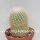 Notocactus glomeratus Gf 184