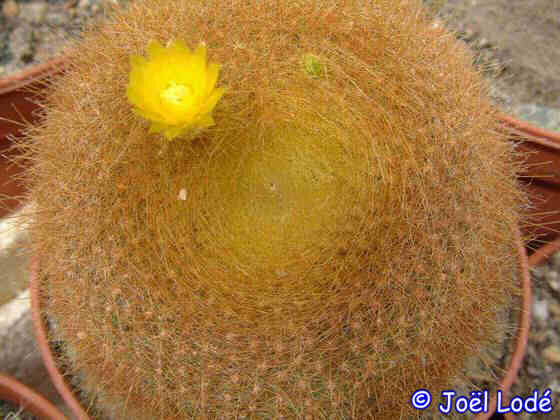 Notocactus graessneri v. flaviflorus