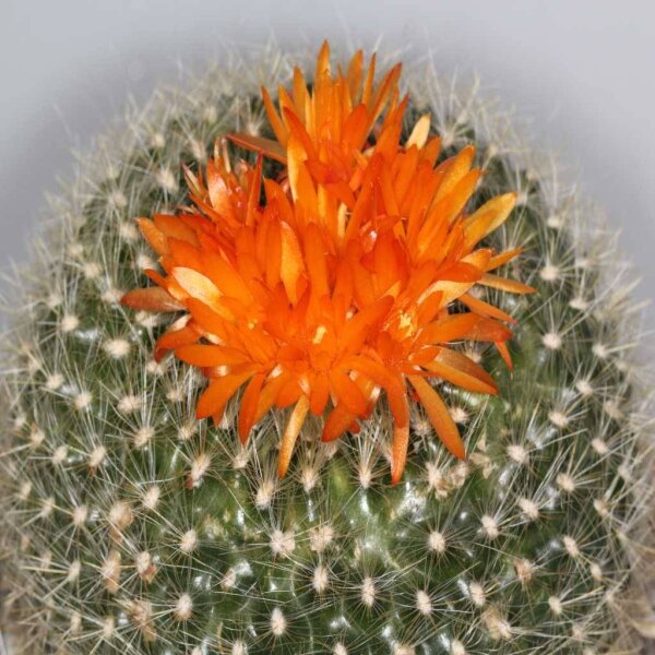 Notocactus haselbergii
