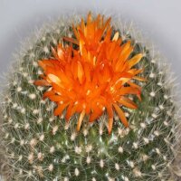 Notocactus haselbergii