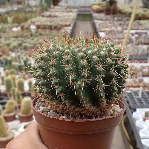 Notocactus herteri