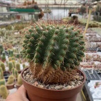 Notocactus herteri