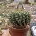 Notocactus herteri
