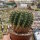 Notocactus herteri