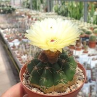 Notocactus incomptus