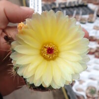 Notocactus incomptus