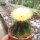 Notocactus incomptus