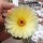 Notocactus incomptus