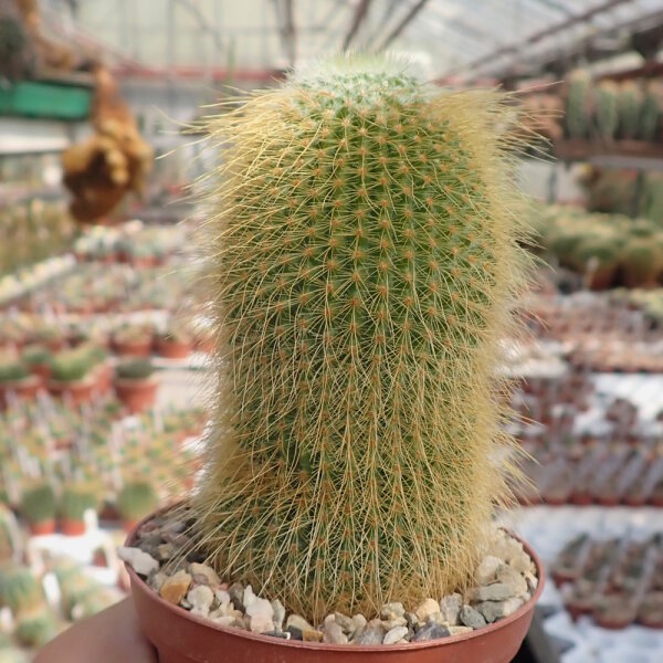 Notocactus leninghausii
