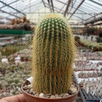 Notocactus leninghausii