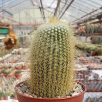 Notocactus leninghausii