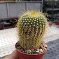 Notocactus leninghausii