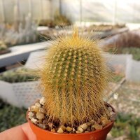 Notocactus leninghausii