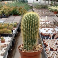 Notocactus leninghausii