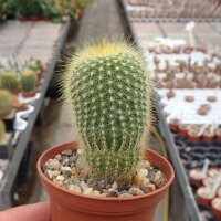 Notocactus leninghausii