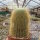 Notocactus leninghausii