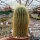 Notocactus leninghausii