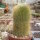 Notocactus leninghausii
