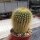 Notocactus leninghausii