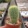 Notocactus leninghausii