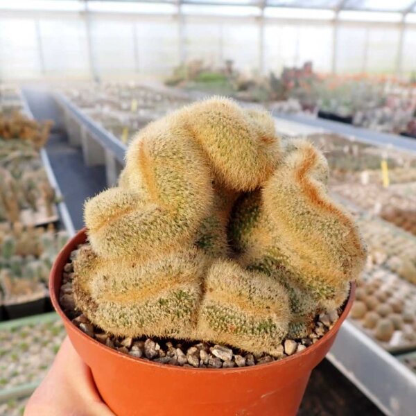 Notocactus leninghausii cristata