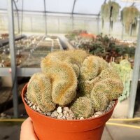 Notocactus leninghausii cristata