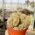 Notocactus leninghausii cristata