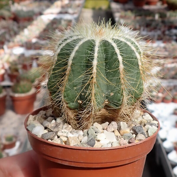 Notocactus magnificus