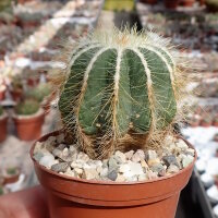 Notocactus magnificus