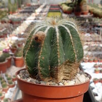 Notocactus magnificus