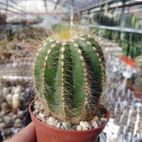 Notocactus magnificus